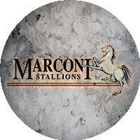 Logo Marconi Stallions FC